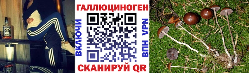 Псилоцибиновые грибы Psilocybe  Дальнегорск 